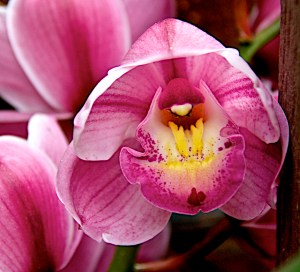 Pink cymbidium orchids bloom on the back deck. They have been blooming for weeks. The white ones aren't open yet, so I get about 3-4 months of orchid bloom each spring.
