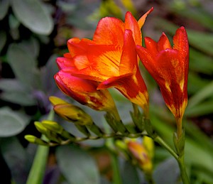 Freesias are in full bloom, front and back, adding their own delightful aroma to the spring garden.