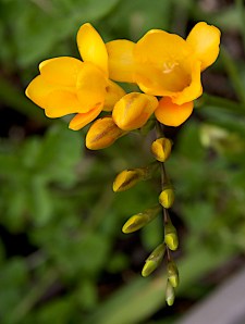 Most of my fressias are yellow.