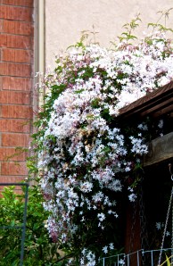 Now for actual flowers! Pink jasmine is perfuming the air with honeyed sweetness.