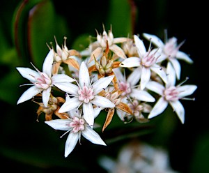 The row of jade plants has nearly finished blooming.