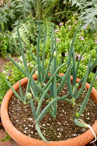I grow green onions in pots. They are about to bloom. I save the seeds to grow more next year. I haven't had to buy green onions at the store or farmer's market in about five years now, as I grow them year round.