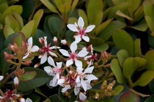 The Pink Lady bushes have just begun to bloom.