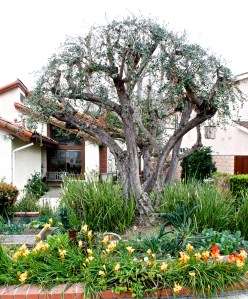 We just had the olive tree pruned to give my garden more sunlight. Check out that nice row of blooming yellow freesias in front.