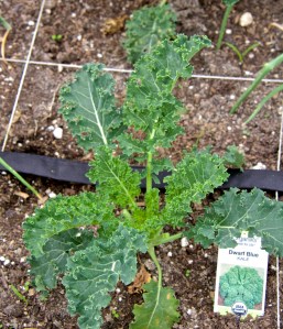 Dwarf blue-curled kale