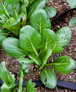 This Komasuna (Japanese mustard greens) looks ready to go into a stir fry. I harvest only the outer leaves to extend the harvest in my tiny garden.