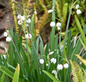 Snowdrops in bloom are a sure sign of spring in our front yard.