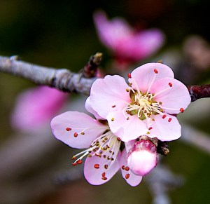 These are flowers on the August Pride peach tree in front. The Florida Prince has already finished blooming and is covered in little peaches. The Babcock Improved peach hasn't bloomed yet, nor has the plum tree nor the Panamint or Snow Queen nectarines.
