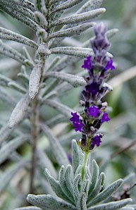 Lavender is another year round bloomer.
