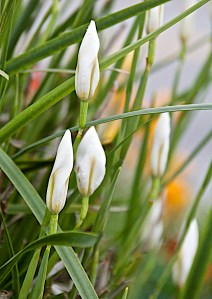These Fortnight Lillies bloom every two weeks. Wonderful plants, and quite drought tolerant.