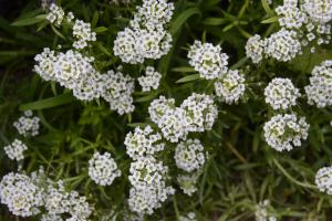 I didn't process this photo of Allysum and it is a bit dark.