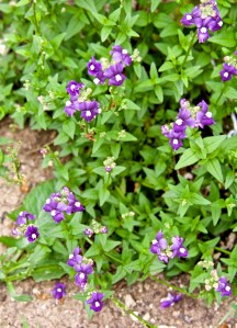 Nemesia (sun drops) bloom all year long in our yard, as does Allysum.