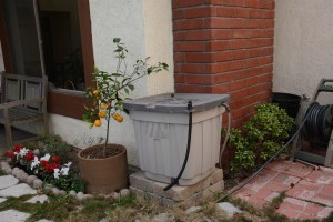 This rain barrel in front holds 50 gallons. However, it collects directly from roof runoff, not from a gutter, and so it got about the same as the Rubbermaid trash containers, 4-5 inches.