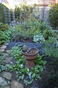 I expect everything to grow like gang busters now that they have had some rainfall. This is my herb garden, with three veggie beds beyond. Fruit trees border the yard.
