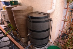 This is where the bulk of our rainwater collection occurs. We have one rain barrel set up under a gutter. The other two barrels are linked in series to it through tubing. These 50 gallon barrels are 2/3 full! From just one storm that produced only a quarter of an inch of rain. Amazing.