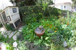 A view of my herb garden that shows the coop to the left and garden to the right, fruit trees along the back fence.