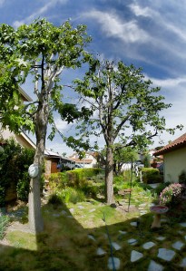 Another view of the front yard, looking east toward the street.