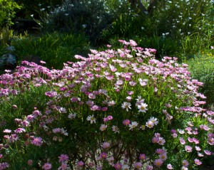 Pink cobbity daisies in the foreground, fortnight lilies and gazania in the background, bloom like crazy with very little water.