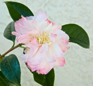 Camellias are in the shade all day, so there isn't much evaporation in their planting area.