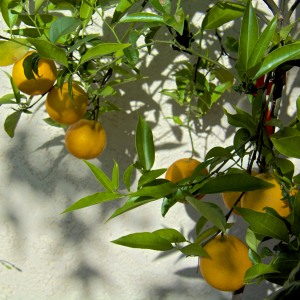 This is our entire Valencia orange crop. These oranges are on a dwarf tree in a large pot, and are ready to pick.