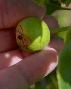 This teeny, tiny, baby Asian pear is one of three that are growing on my newest Asian pear tree in front. It is a grafted tree with four varieties on it. Only one variety set fruit, the one with the lowest chilling requirement.