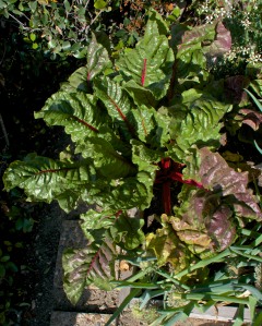 This may not look like much, but it is the chard that swallowed Los Angeles. It is HUGE. We had six monster leaves for dinner and I hardly made a dent in what is ready to harvest.
