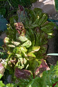 Eek, the Freckles Romaine lettuce is starting to bolt. I must do something with it. Like eat it!