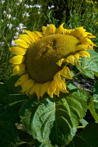 This beautiful sunflower sprang up on its own. I have no idea what kind it is, but it has a short, stocky stem and a huge flowerhead. I am definitely hoping to save some seeds from it if the birds don't get to them first.
