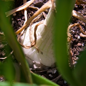 I am always amazed when a crop thrives in my garden of benign neglect. The white onions are beginning to make bulbs.