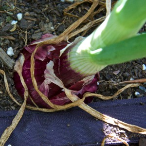 The red onions are also bulbing up. Let's not talk about the yellow onions. Let's hope that they are a later variety.