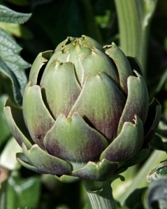 Uh, oh. Only one artichoke is ready. I need to pick them in pairs so my husband can have one too. Guess who is going to get this one. :-)