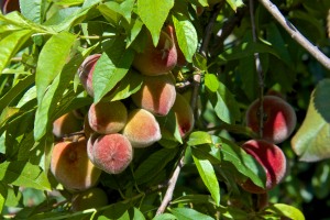 Whoopee, look at all of the peaches on the Florida Prince peach tree. They are small, but there are a lot of them. I hope I can beat the birds to most of them.