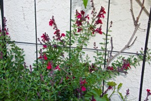 I think this is Autumn Sage. I have three of them, part of my hummingbird and butterfly garden.