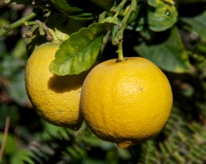Our dwarf Eureka lemon tree produces about half a dozen lemons a year.