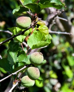 The Katy apricot tree is loaded with fruit this year. I  must remember to get a net to put over the tree to keep the birds from getting the apricots before I do.