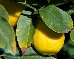 This is our lemon producer, a Meyer lemon planted in the ground. I can't count the huge number of lemons on it.