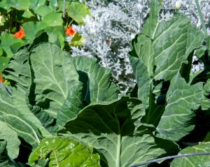 The collard greens are growing like weeds. Time to eat them too. 