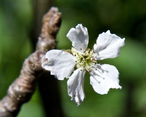 We have two varieties of Asian pear trees in back. Here is a flower on one that hasn't produced any fruit yet. Maybe this will be the year? My fingers are crossed.