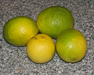 Limes keep falling from the tree, one or two or four at a time.