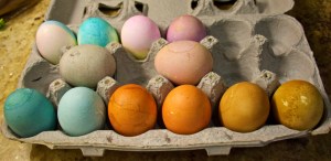 Eggs in front were dyed with natural dyes. The ones in the back row were dyed using standard Easter egg food coloring dyes.