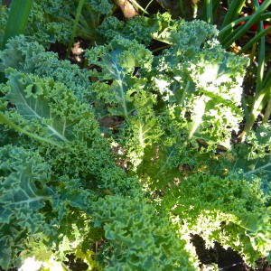Kale. This is dwarf Scotch blue curled. I'm also growing Lacinato (aka Tuscan kale, aka dinosaur kale)