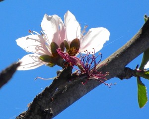 The Panamint Nectarine tree has nearly finished blooming. I pruned it last fall, so there aren't as many blossoms on it as usual. The Snow Queen Nectarine hasn't bloomed yet.