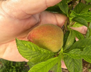 My FloridaPrince peach tree is loaded with peaches. It will be a few more weeks before they are ripe.
