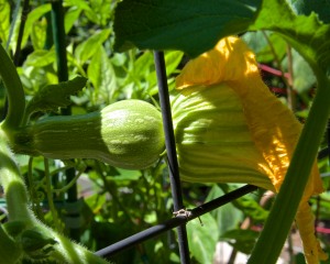 Not trusting our neighborhood bees, I hand fertilized this butter squash flower this morning.