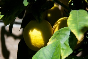 Lemons are providing a steady harvest, but our navel orange tree set only ONE orange for our winter crop. Dang drought!