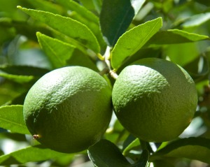 There was a hiatus in limes, but the next crop is about ready to harvest.