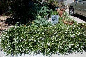 Butterfly garden with lantana in front
