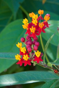 Bloodflower milkweed supports Monarch butterflies, and is pretty to boot.