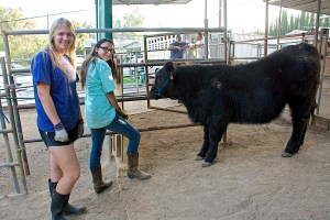 Megan and Jenna with Beaux, an Angus-Simmental-Maine Anjou crossbred calf.