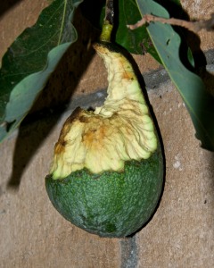 Critters are getting a lot of my produce, like this once-lovely avocado.